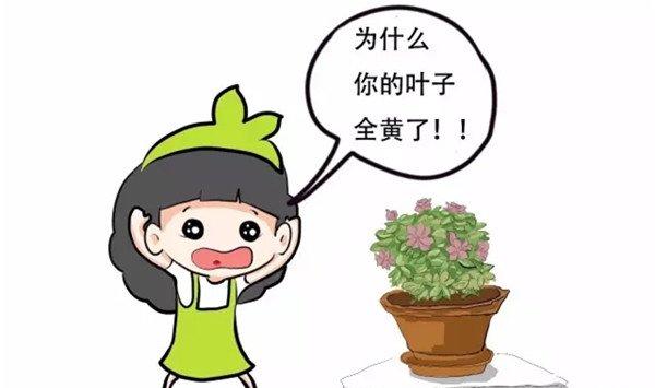 都要过年了，你家的花还发黄落叶，咋办