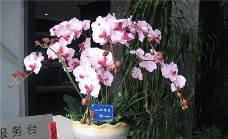 蝴蝶兰