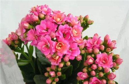 长寿花