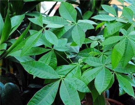 发财树