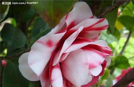 茶花