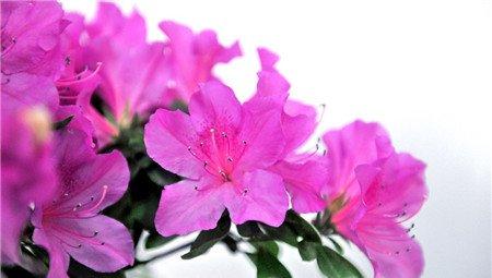 杜鹃花的换盆方法 杜鹃花的换盆方法