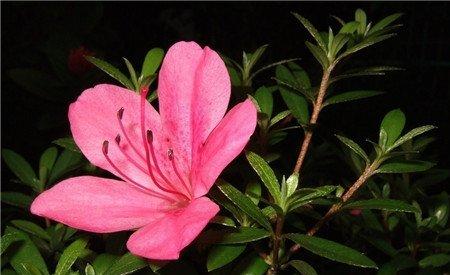 杜鹃花换盆注意事项 杜鹃花换盆注意事项