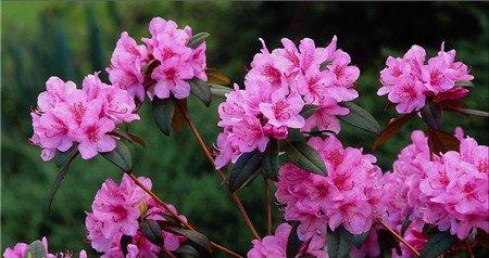 杜鹃花冬季修剪 杜鹃花冬季修剪
