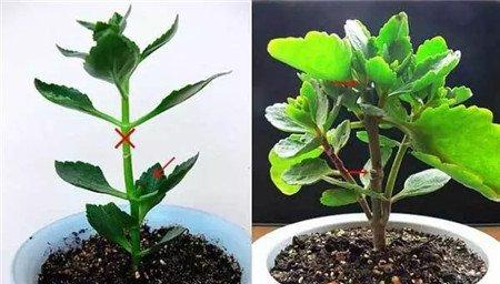 长寿花摘心后对比图 长寿花摘心后对比图