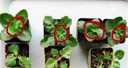 摘心打顶 摘心打顶