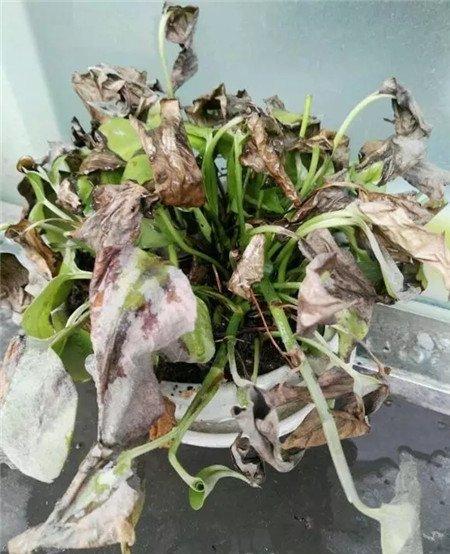 枝叶萎蔫根系健康的绿萝这种救