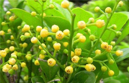 米兰花天天开花需要进行修剪 米兰花天天开花需要进行修剪