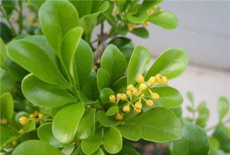米兰花天天开花需要养分 米兰花天天开花需要养分