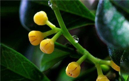 米兰花天天开花需要进行修剪 米兰花天天开花需要进行修剪