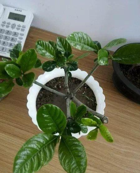 栀子花生长 栀子花生长