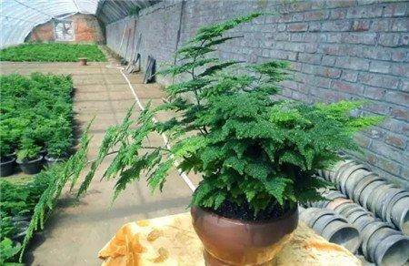 文竹