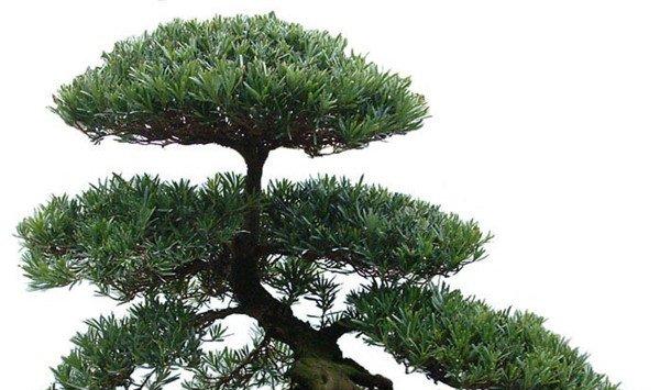 罗汉松怎么正确施肥