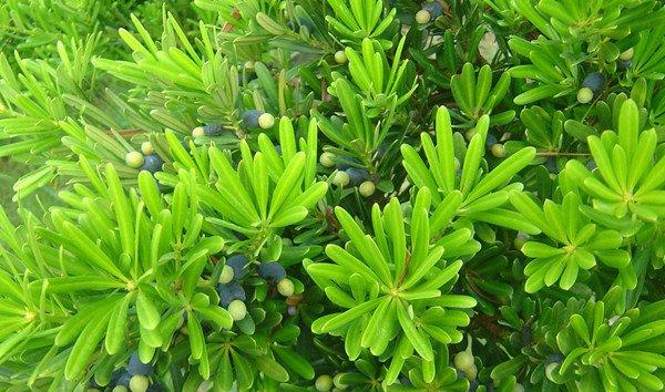 罗汉松应该怎么浇水