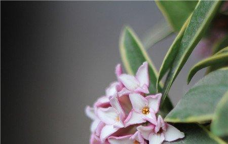 金边瑞香开花后会死吗 金边瑞香开花后会死吗