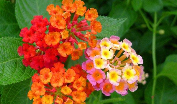 五色梅怎么养能多开花