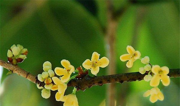桂花种子播种方法
