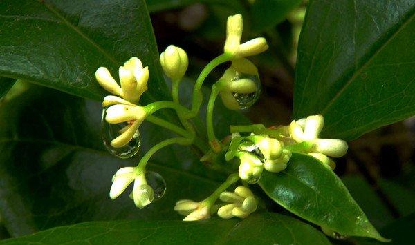 四季桂修剪矮化方法