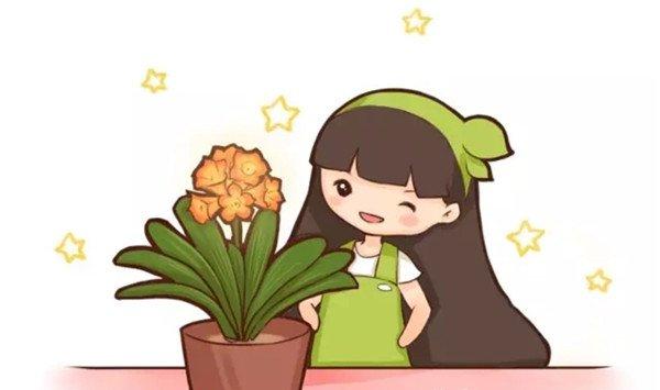 根都烂没的君子兰，我捡回家，半年后开花了