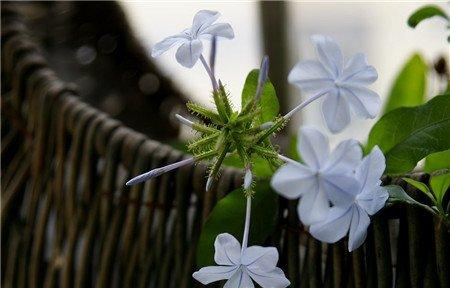 蓝花丹的冬季养护温度 蓝花丹的冬季养护温度