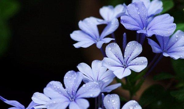 蓝花丹冬季怎么养 蓝花丹冬季怎么养