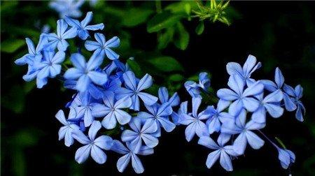 蓝花丹冬季养护其他事项 蓝花丹冬季养护其他事项