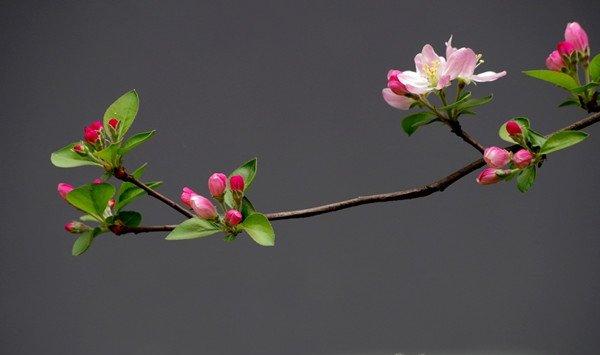 怎么让垂枝海棠二次开花