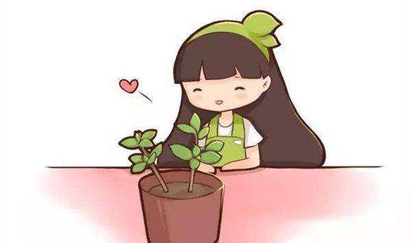 栀子花不用买，朋友家折个枝，就能爆盆