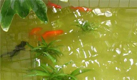 养鱼水 养鱼水