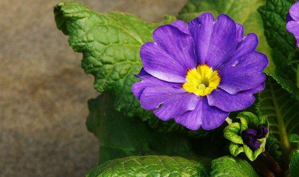 报春花多开花的方法