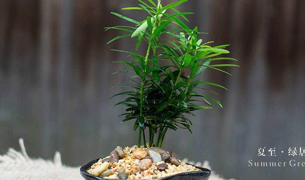 罗汉松怎么嫁接