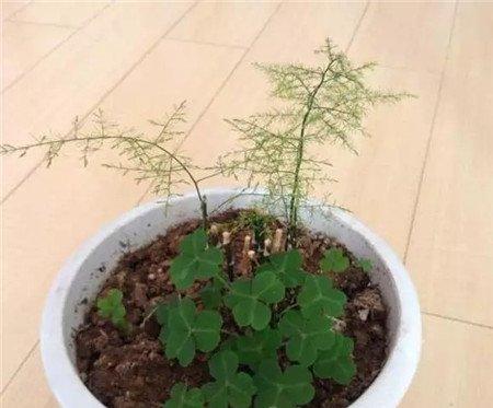 文竹剃头后的生长 文竹剃头后的生长