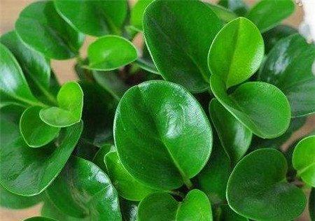 生根后的豆瓣绿 生根后的豆瓣绿