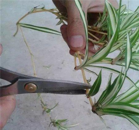 吊兰植株 吊兰植株