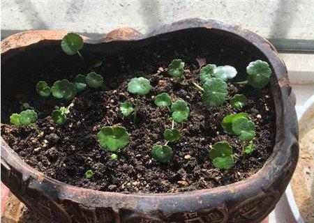 重新栽植 重新栽植