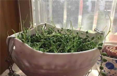 佛珠的生长 佛珠的生长