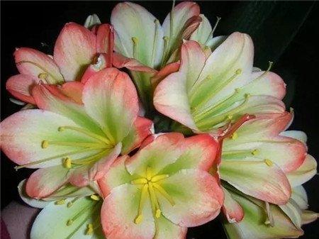 君子兰开花 君子兰开花
