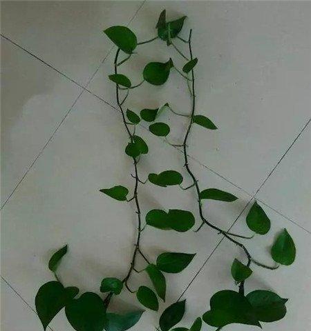 第二步 第二步