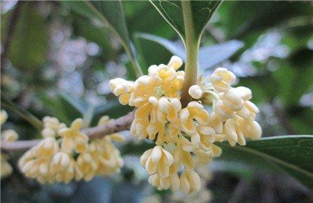 桂花