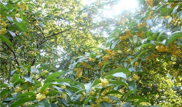 桂花的修剪方法