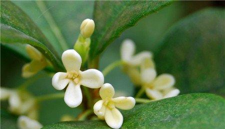 桂花 桂花