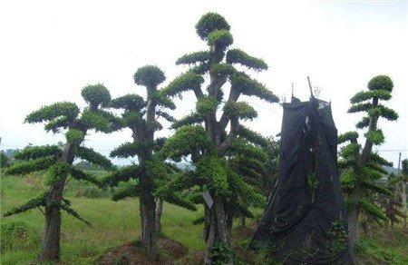 罗汉松 罗汉松
