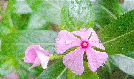 长春花播种