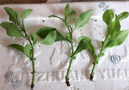 蓝雪花嫩芽 蓝雪花嫩芽