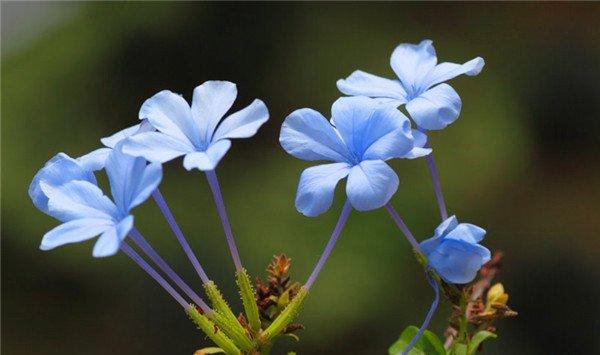 图解蓝花丹怎么扦插 图解蓝花丹怎么扦插