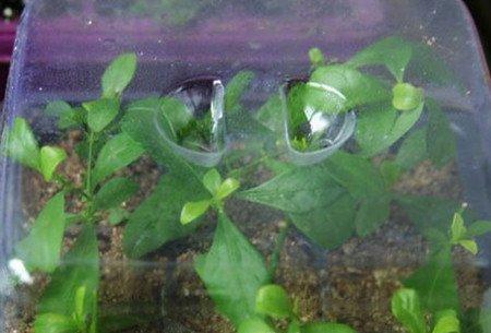 蓝雪花覆膜 蓝雪花覆膜