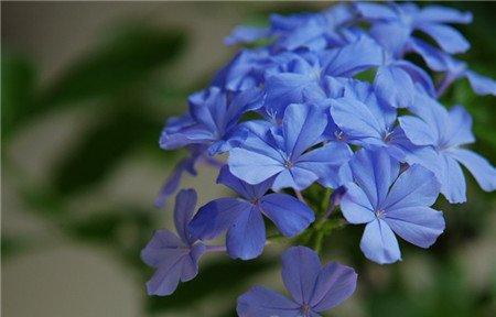 蓝雪花授粉 蓝雪花授粉