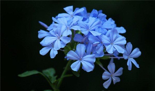 蓝花丹怎么授粉 蓝花丹怎么授粉