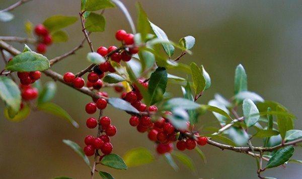 火棘怎么养可以多开花结果
