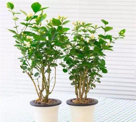 茉莉不开花 茉莉不开花